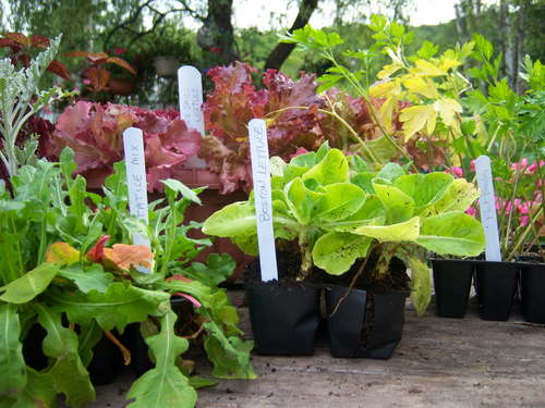Reusing mini-blinds as plant markers